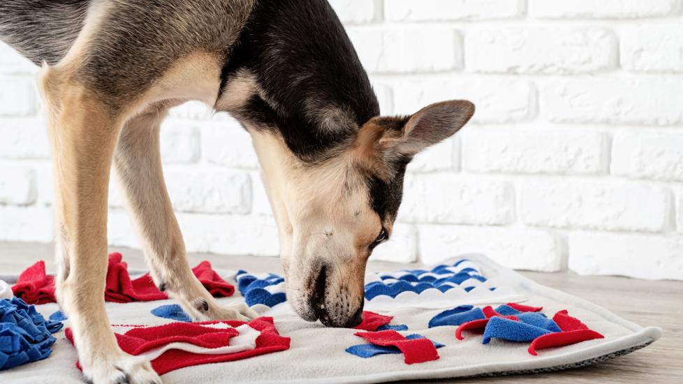 calming aids for dogs; dog sniffs a snuggle mat, a product that can be used as a calming aid to help dogs with anxiety